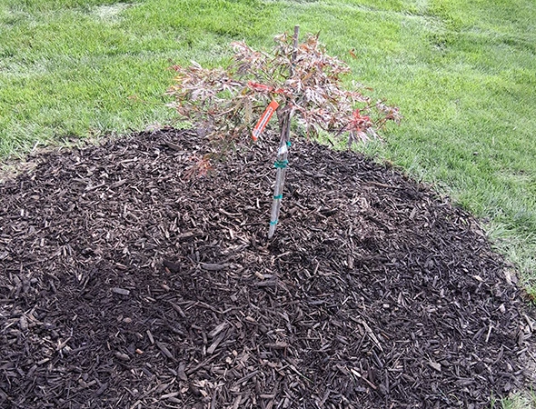 Professional Shrub Installation Services in Byron Center