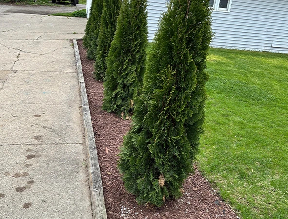 Privacy Tree Planting in Byron Center