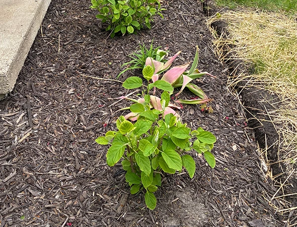 Native Plant Installation in Byron Center