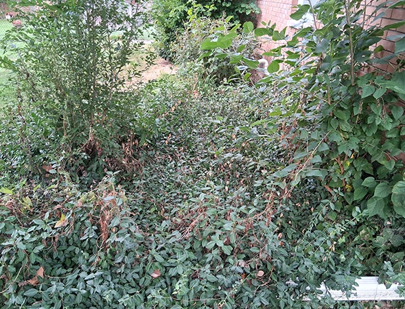 Overgrown Branch Cutting Services in Grand Rapids