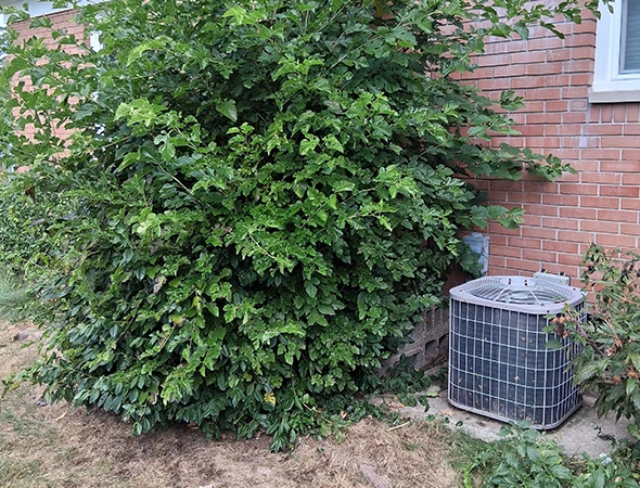 Benefits of Our Tree Trimming Services