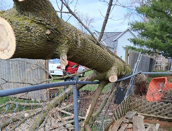 Roof & Structure Clearance Trimming in Grand Rapids