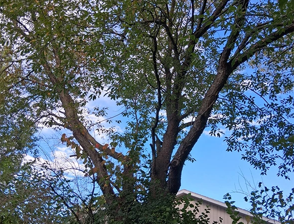 Deadwood Removal Tree Service in Grand Rapids