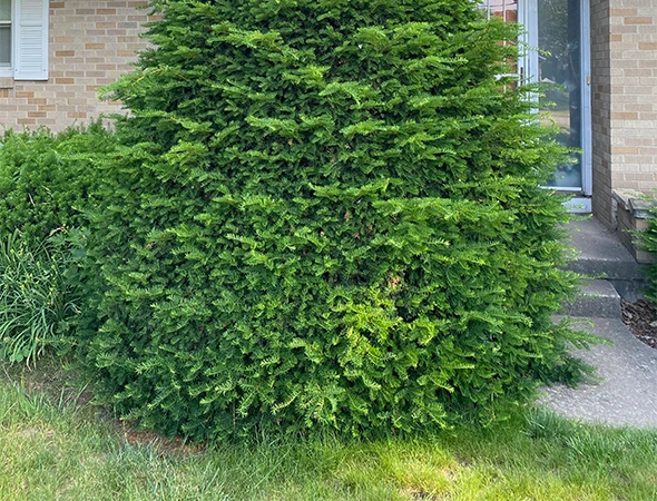 Emergency Tree Trimming Services in Grand Rapids