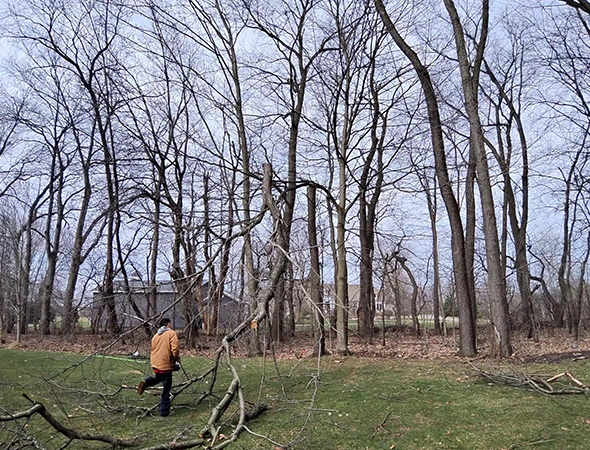 Tree Canopy Reduction in Grand Rapids